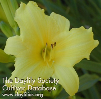 Daylily Numbers Game